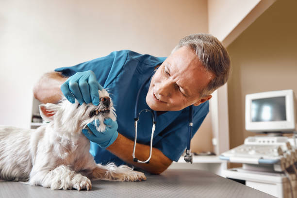 Best Tooth Pain Emergency Relief  in Allegan, MI